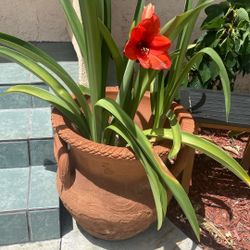 Terracotta Decorative Flowers Planter