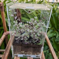 Terrarium