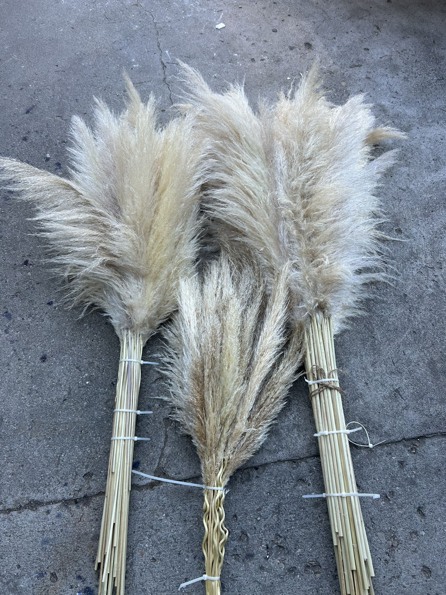 Pampas Grass 