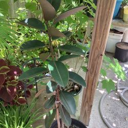 38 Inch Tall Rabar Plant 