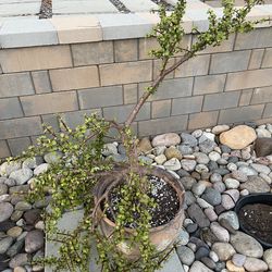 Beautiful and Large Elephant Bush Plant. In Large Rustic Ceramic Pot