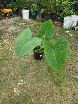 Elephant ear