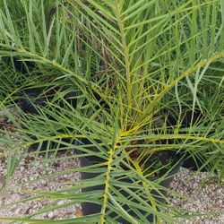 Palmas Silvestres 15gallon Special 