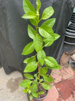 Planta de Insulina