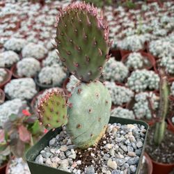 Santa Rita Opuntia Cactus