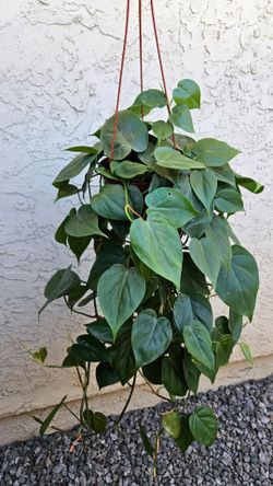 6" Philodendron 'Cordatum'