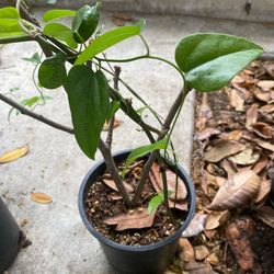 Tự làm sương sâm tại nhà - Fresh Sương Sâm Leaves & Plants 🍃