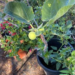 Many Different Kinds Of Fruit Tress, Succulents And Flowers 