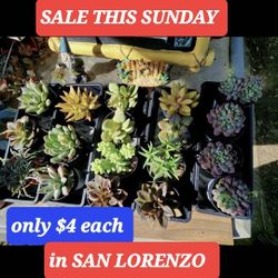 Succulent And Plant Sale This WEEK SAN LORENZO. 