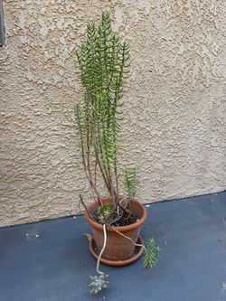 Tall succulents terra cotta pot