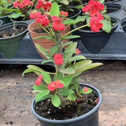  Crown of Thorns, Euphorbia milii, Madagascar Christ Thorn