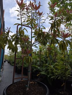 Sapodilla Zapota Plant