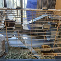 Guinea Pig With Cage