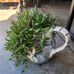 Neclace rubi succulent 