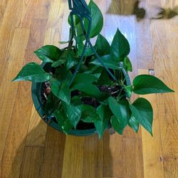 Pothos Plant
