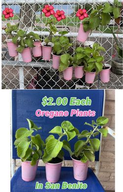 Oregano plant for sale
