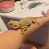 gracie