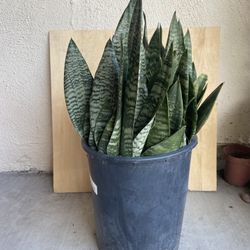 Snake Plants 5 Gallons Pot (Have a lot of pots)