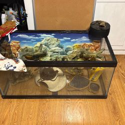 Complete Bearded Dragon Set Up