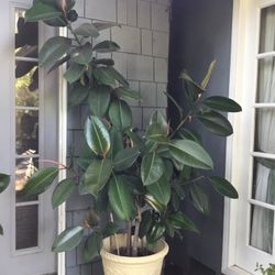 Very Large Ficus Plant 