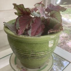 Rex Begonia Plant In Clay Pot