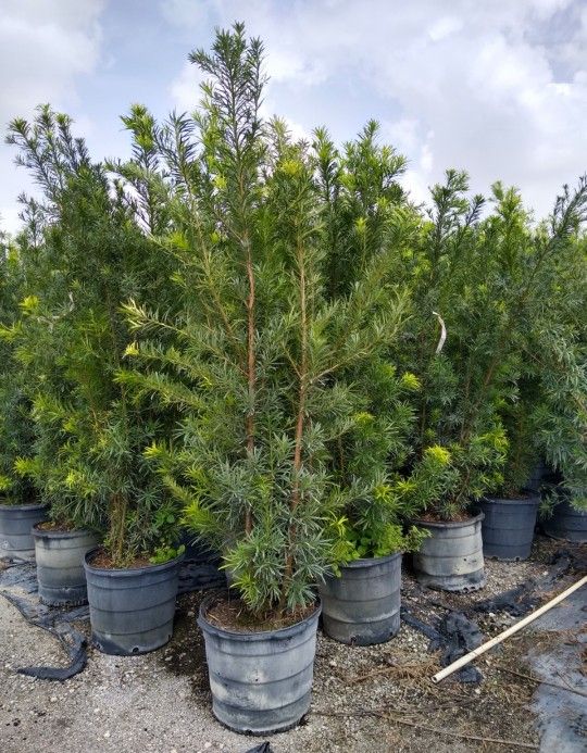 Beautiful Podocarpus Plants For Inmediate Privacy!!! 5-6 Feet Tall!! Best Quality