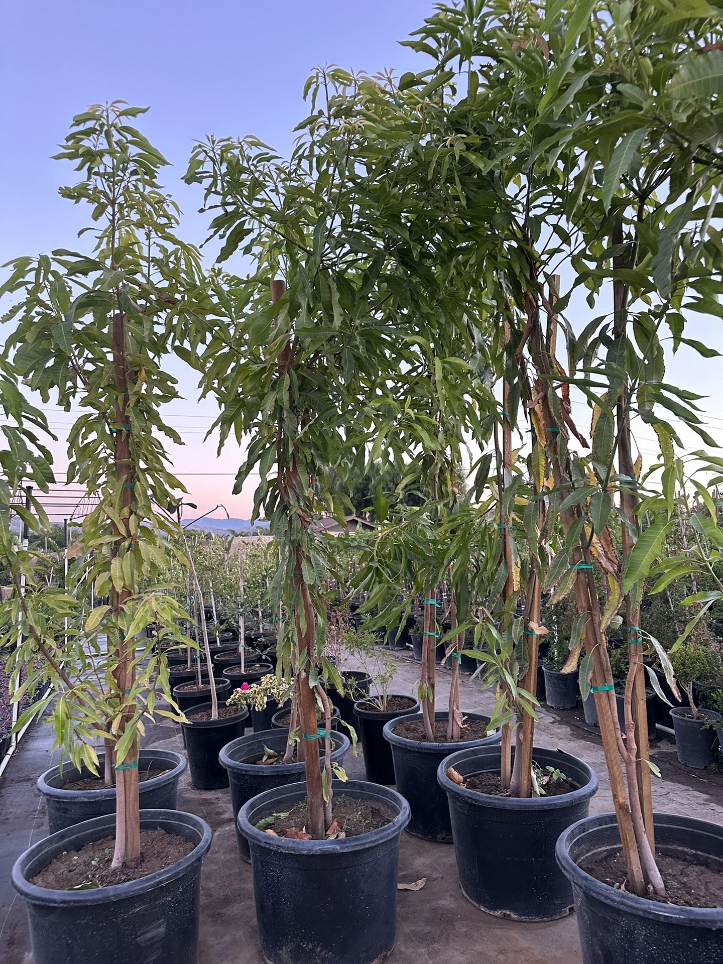 Mango Tree