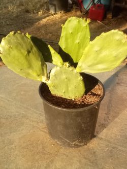 Large Blooming Prickly Pear Cactus in Pot – Rare Variety, Actively Flowering! ¡Gran Cactus Nopal