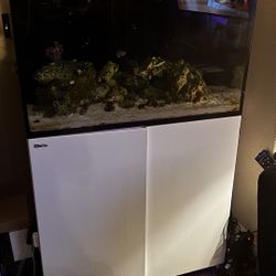 Reef Tank