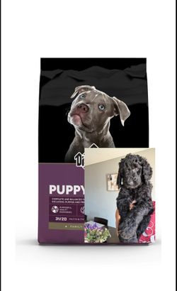 Goldendoodle Poppy Food