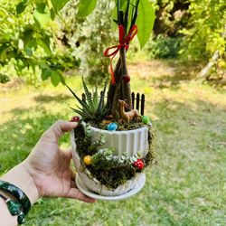 Money Tree Live Plant and Succulent Live Plant In Ceramic Pot With Decoration 