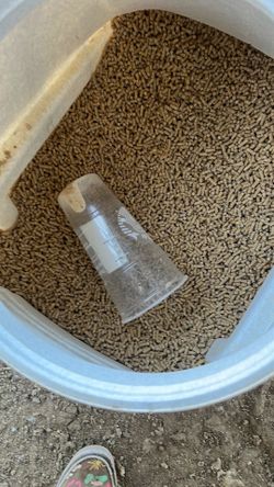 Duck feed