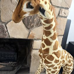 Giraffe 