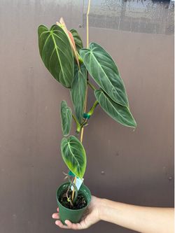 4” xl philodendron Melano