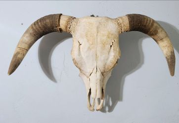 Real Longhorn Steer Skull with Horns
