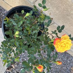 Rose Plants  in 5 Gallon