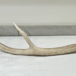 Whitetail Deer Antler Shed ~ Authentic 3-Point Deer Shed Organic