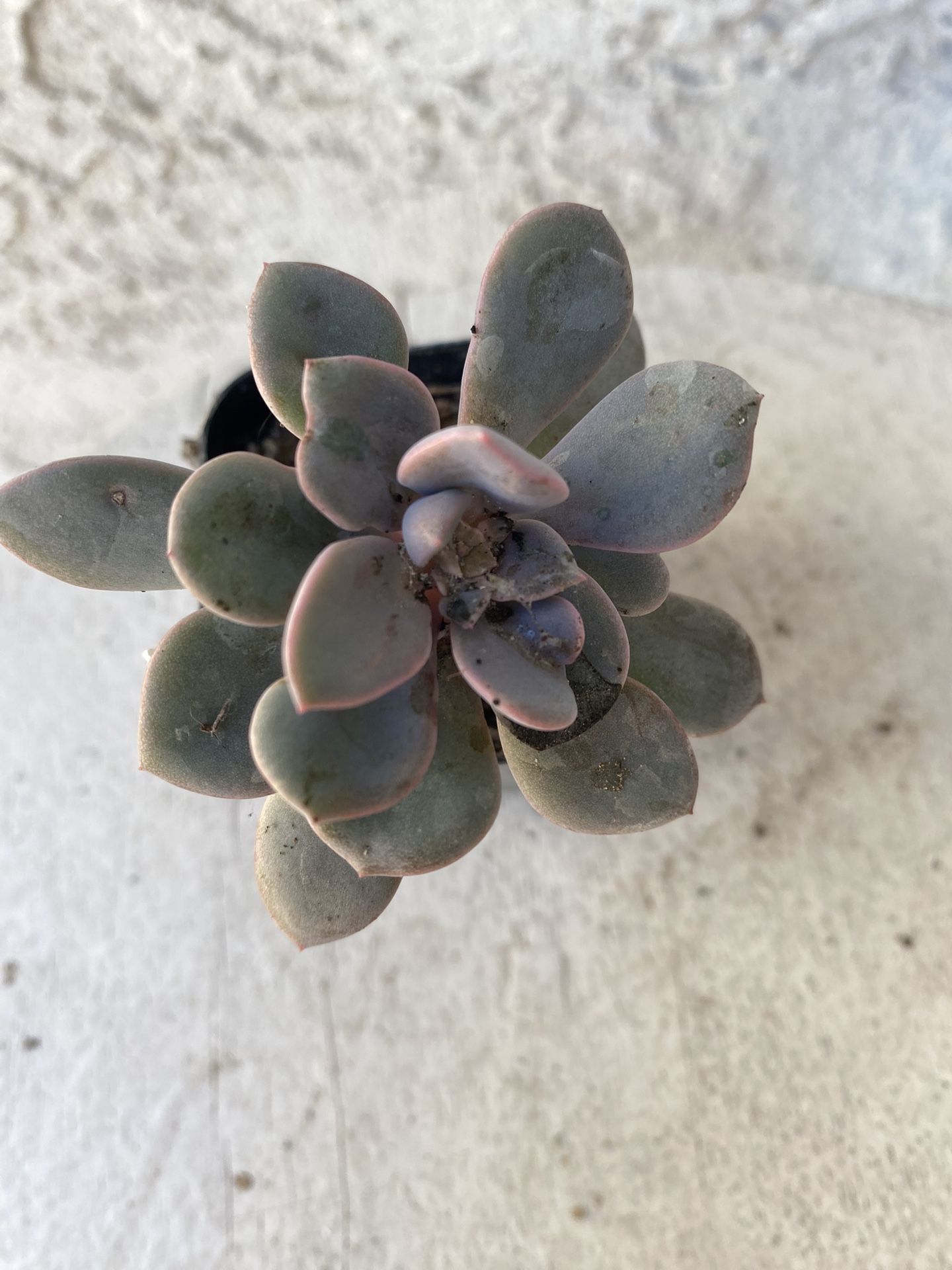 2 Inch Pot Succulent Plant - Graptopetalum Amethystinum - Jewel Leaf Plant - Drought Resistant - Rooted & Established 🪴 Perfect Baby & Wedding Shower