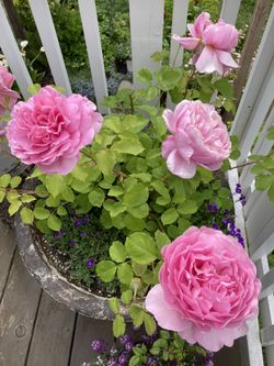 English Rose Alexandra Of Kent