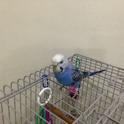 Lost Blue Budgie In SeaTac Area