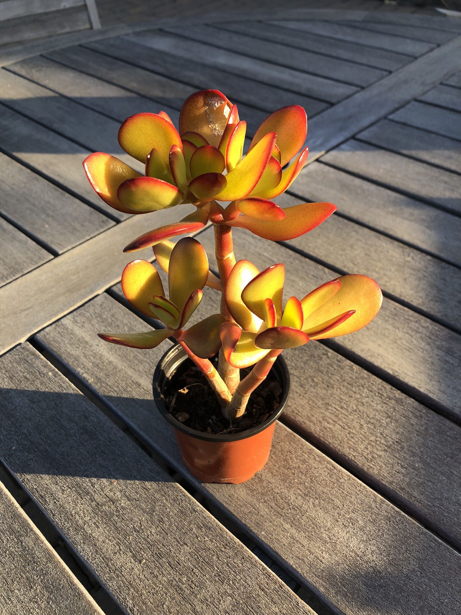 Jade Succulent Plant In 3.5” Pot
