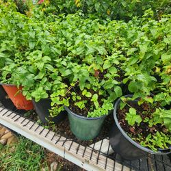 Plantas De Menta 1gallon 