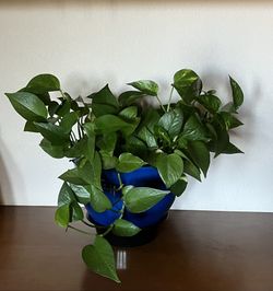 Green Indoor Plant