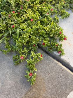 Free Ground Cover