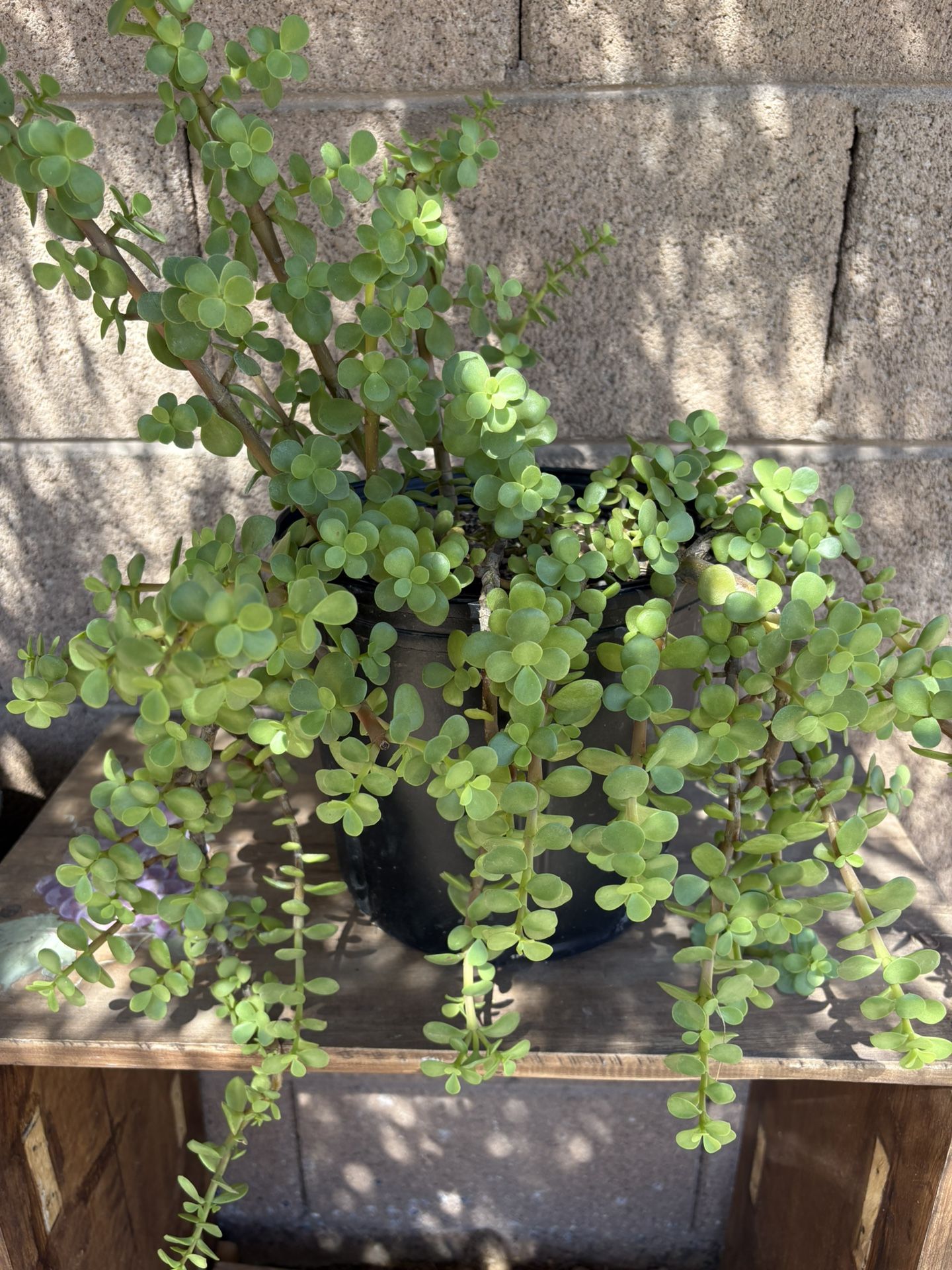 Elephant Bush Suculent