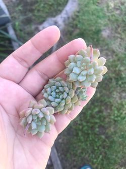 Rare succulent