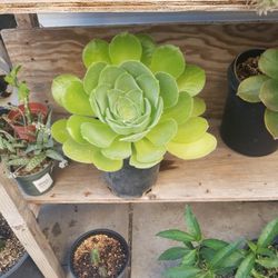 Big Succulent