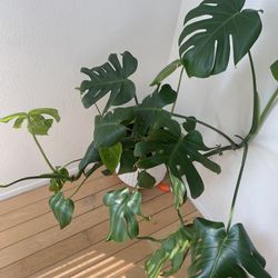 Two Indoor Monstera Plants And One Ficus