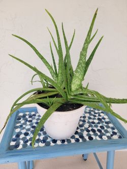 Aloe Plant In white pot