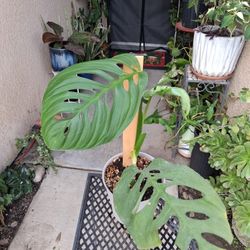 RARE  Monstera ESQUELETO Plant $45